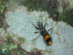 Rasahus maculipennis