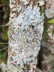 Crespoa crozalsiana