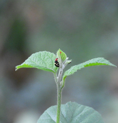 Gynandrobrotica lepida