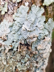 Crespoa crozalsiana