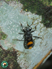 Rasahus maculipennis