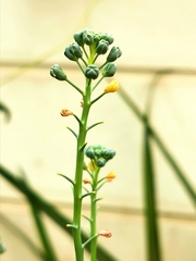 Brassica oleracea italica