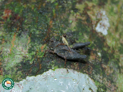 Batrachidea