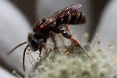 Lipotriches flavoviridis