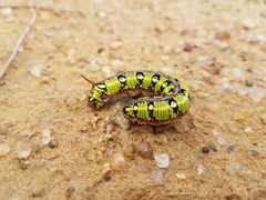 Hyles euphorbiarum