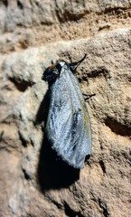 Psalidostetha banksiae