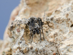 Araneus strandiellus