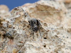 Araneus strandiellus