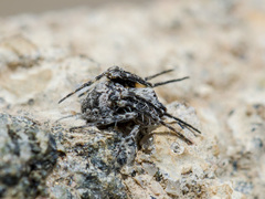 Araneus strandiellus