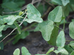 Cocculus hirsutus