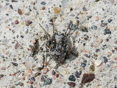 Araneus strandiellus