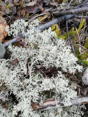 Cladonia