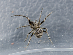 Araneus strandiellus