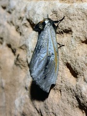 Psalidostetha banksiae