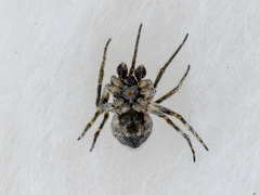 Araneus strandiellus