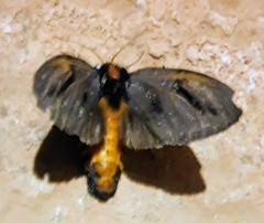 Psalidostetha banksiae