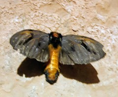 Psalidostetha banksiae