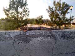 Sceloporus spinosus