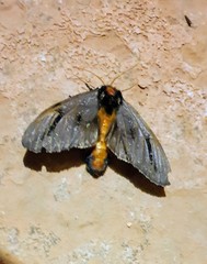 Psalidostetha banksiae