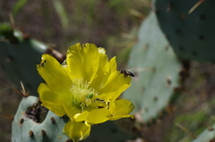 Acmaeodera neglecta