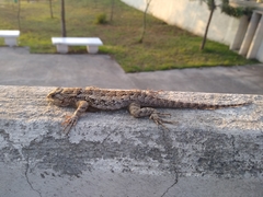 Sceloporus spinosus