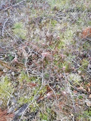Rhododendron tomentosum