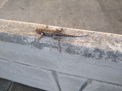 Sceloporus spinosus