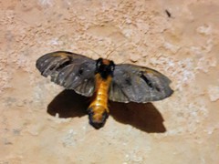 Psalidostetha banksiae