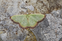 Eucrostes indigenata