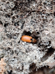 Anostirus castaneus