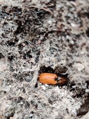 Anostirus castaneus