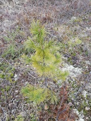 Pinus sylvestris