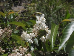 Alniphyllum pterospermum