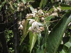 Alniphyllum pterospermum