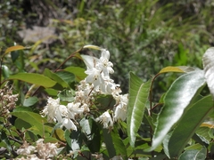Alniphyllum pterospermum