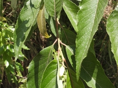 Alniphyllum pterospermum