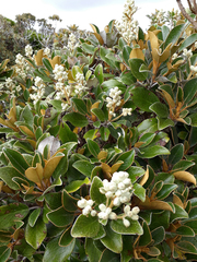 Brachyglottis elaeagnifolia