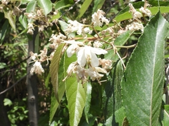 Alniphyllum pterospermum