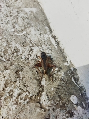 Gryllidae