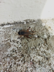 Gryllidae