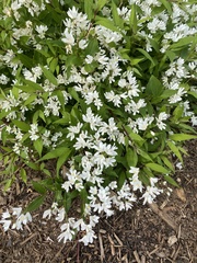 Deutzia scabra