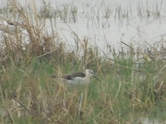 Himantopus himantopus