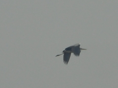 Ardea cinerea