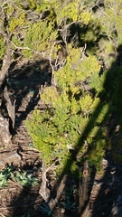 Regulus regulus teneriffae