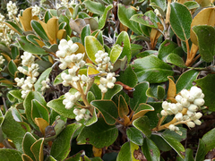 Brachyglottis elaeagnifolia