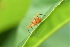 Sphedanolestes xiongi