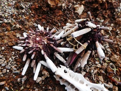 Eucidaris galapagensis