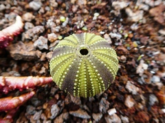 Lytechinus semituberculatus