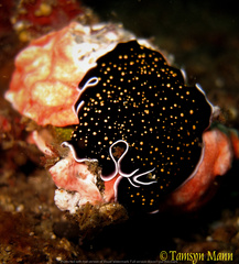 Thysanozoon nigropapillosum