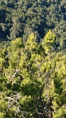 Regulus regulus teneriffae